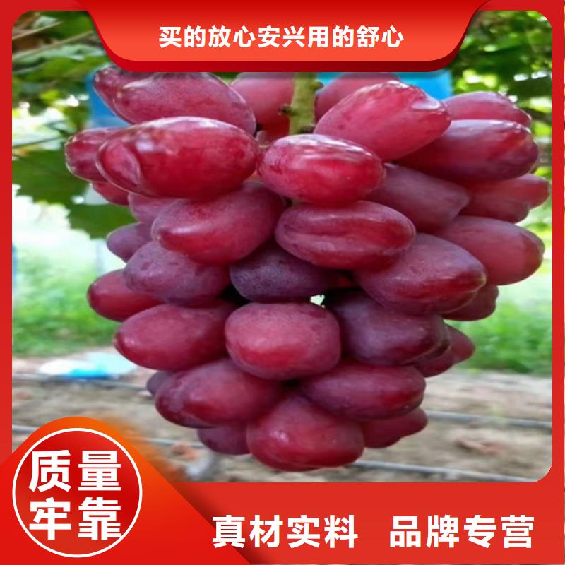 摩尔多瓦葡萄苗经久耐用