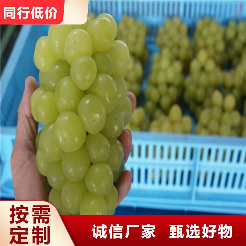 【葡萄】大棚草莓苗专业生产品质保证专注品质