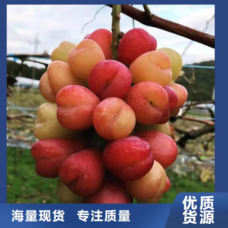 玫瑰香葡萄苗同城生产厂家