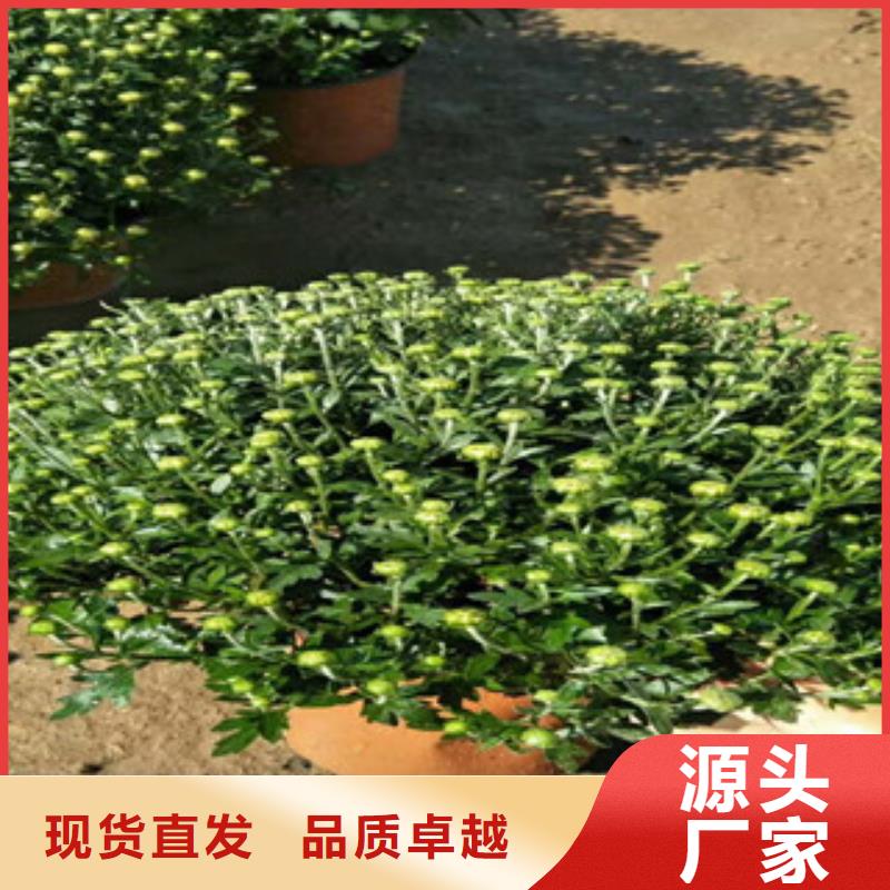时令草花,耐寒耐旱草花基地货到付款多种工艺