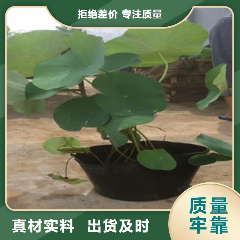 時(shí)令草花觀賞草/蒲葦狼尾草貨源充足一周內(nèi)發(fā)貨