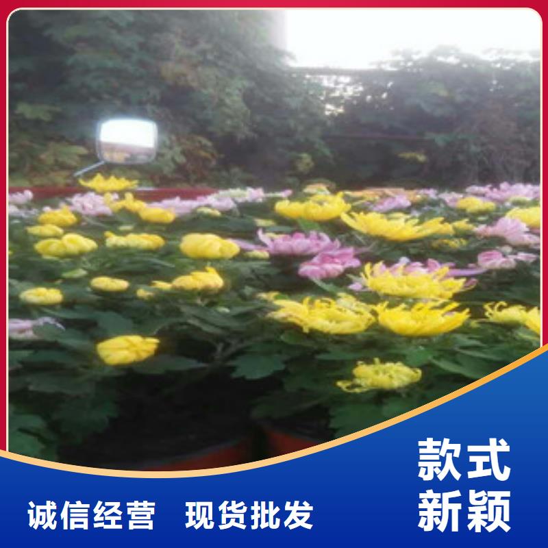 時令草花_宿根花卉基地產(chǎn)品參數(shù)產(chǎn)地貨源
