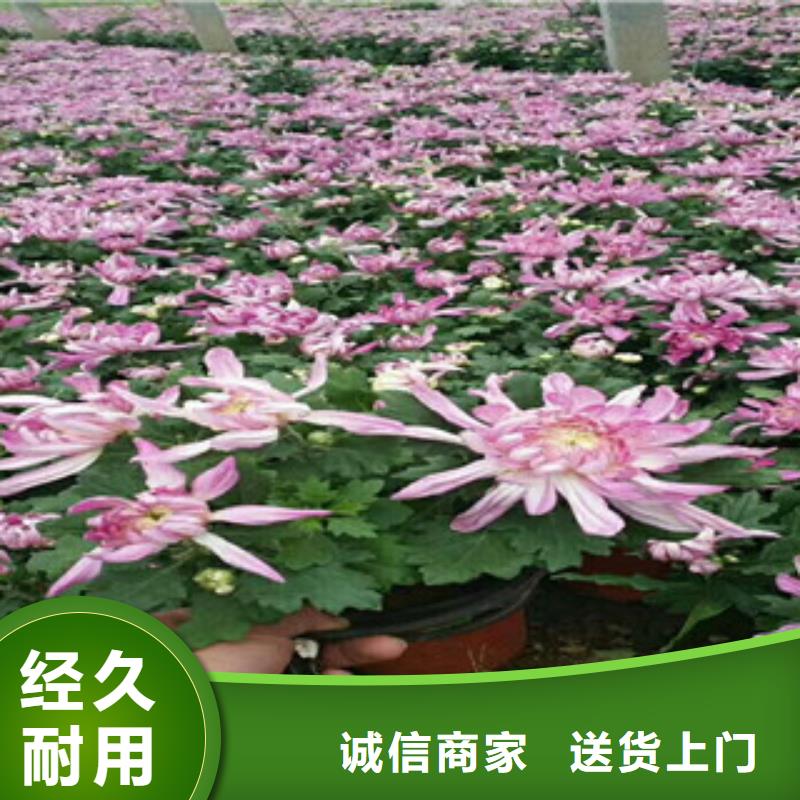 时令草花五一国庆草花批发不断创新海量库存