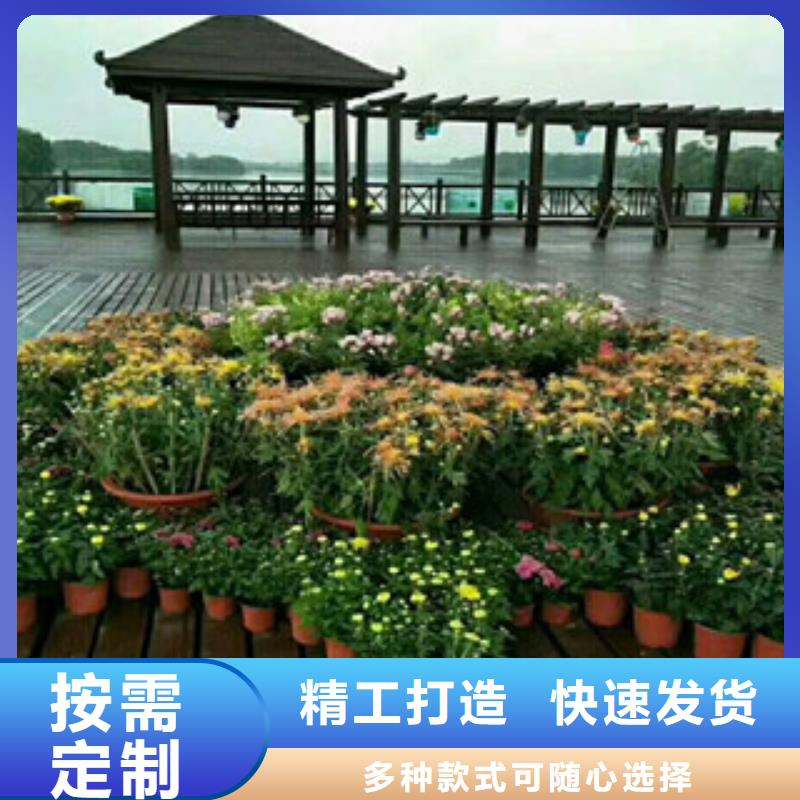 時(shí)令草花柳葉馬鞭草/薰衣草一手貨源同城供應(yīng)商