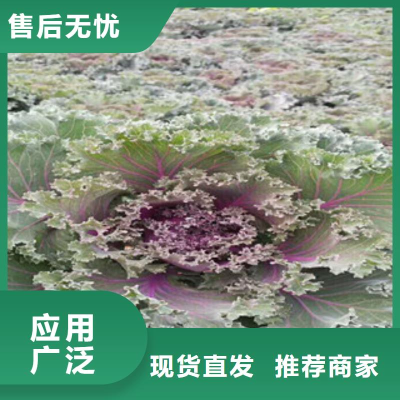 时令草花-【观赏草/蒲苇狼尾草】源头厂家来图定制支持定制加工