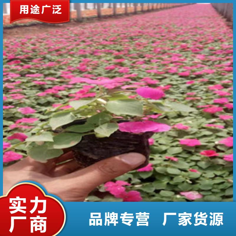 宿根花卉,時(shí)令花卉/綠化草花價(jià)格現(xiàn)貨直供源頭把關(guān)放心選購(gòu)