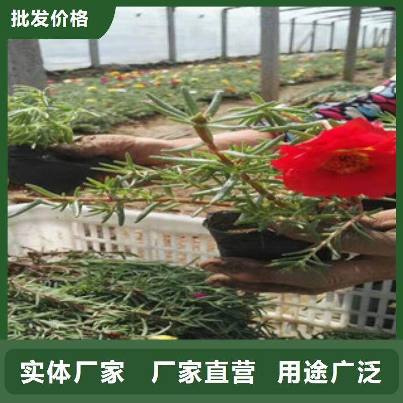 宿根花卉宿根花卉基地生产加工同城制造商
