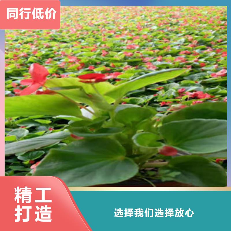 宿根花卉【花海景觀工程】專業(yè)生產(chǎn)廠家自營品質有保障
