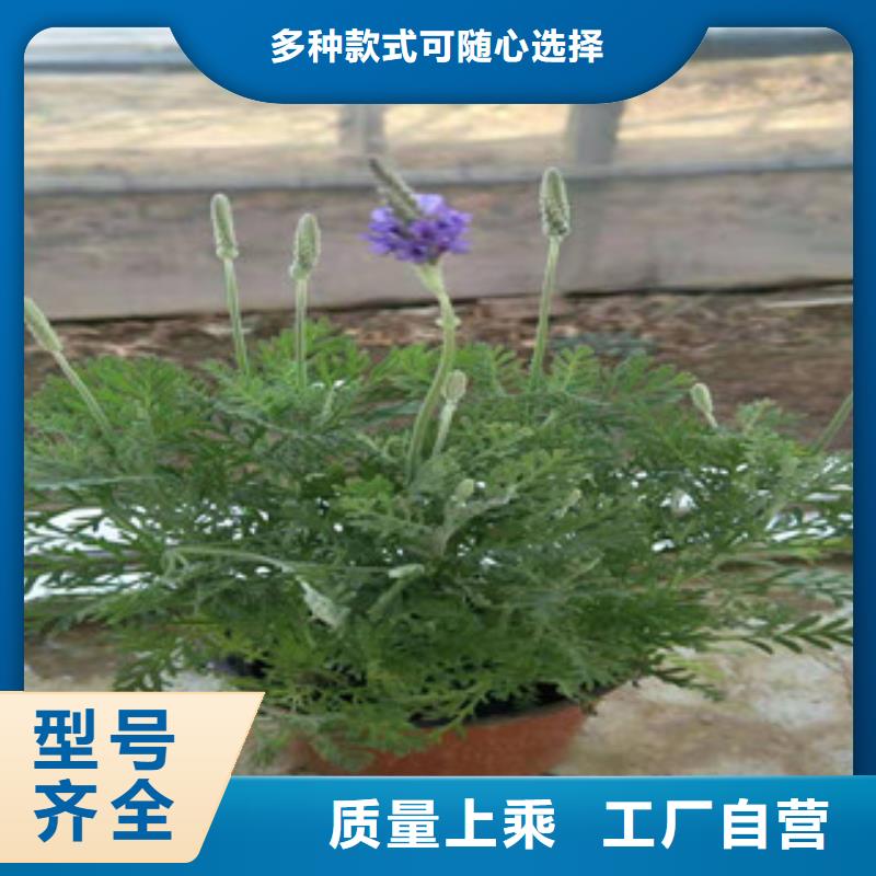宿根花卉水生植物/荷花睡蓮設計制造銷售服務一體源頭廠源頭貨