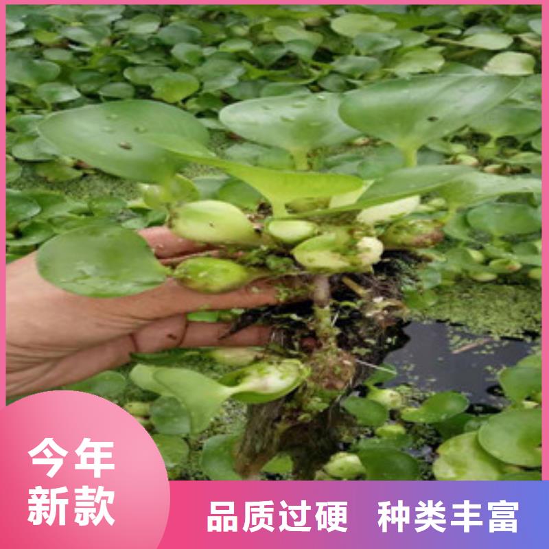 宿根花卉耐寒耐旱草花基地品質(zhì)之選本地經(jīng)銷商
