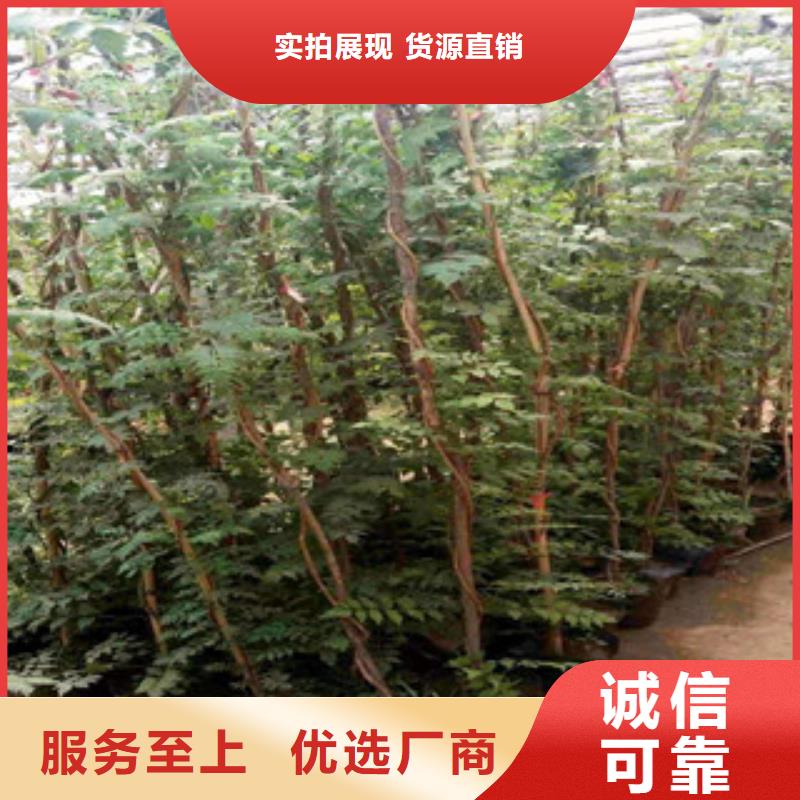 宿根花卉-時(shí)令花卉/綠化草花價(jià)格廠家銷售源頭廠家經(jīng)驗(yàn)豐富