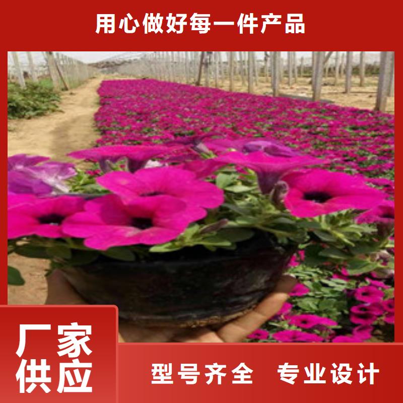 宿根花卉,時令花卉/綠化草花價格廠家直銷大量現(xiàn)貨設(shè)計合理