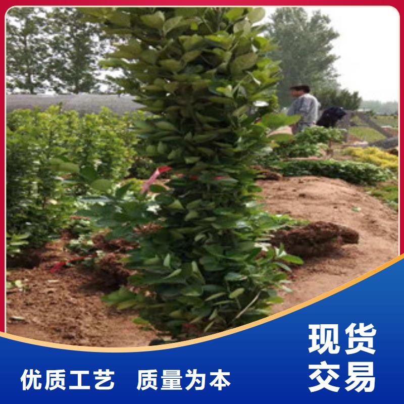 宿根花卉魯冰花/粉黛亂子草制造廠家廠家直銷售后完善