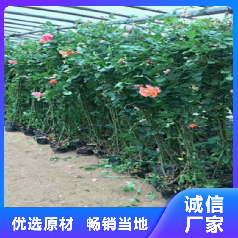 花海景观_鲁冰花/粉黛乱子草本地配送专业按需定制