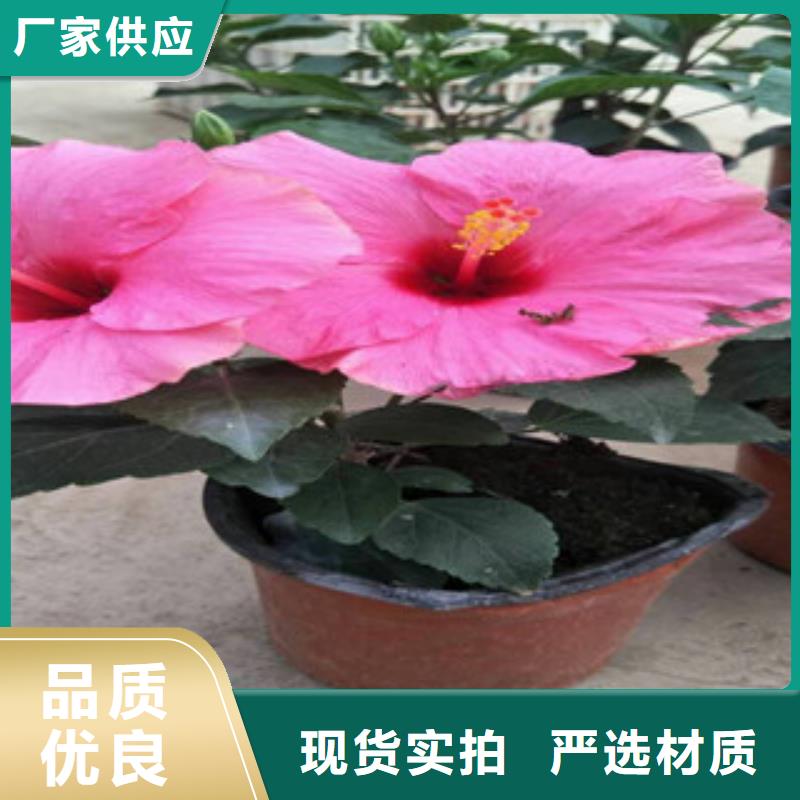 花海景觀花海景觀工程合作共贏值得買