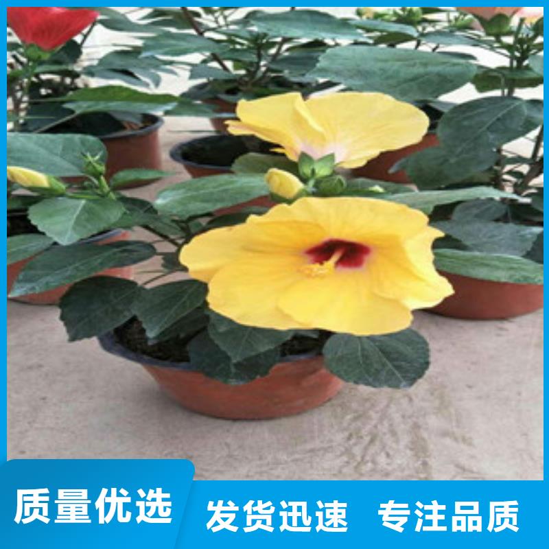 【花海景觀花海景觀工程現(xiàn)貨齊全售后無憂】同城服務商