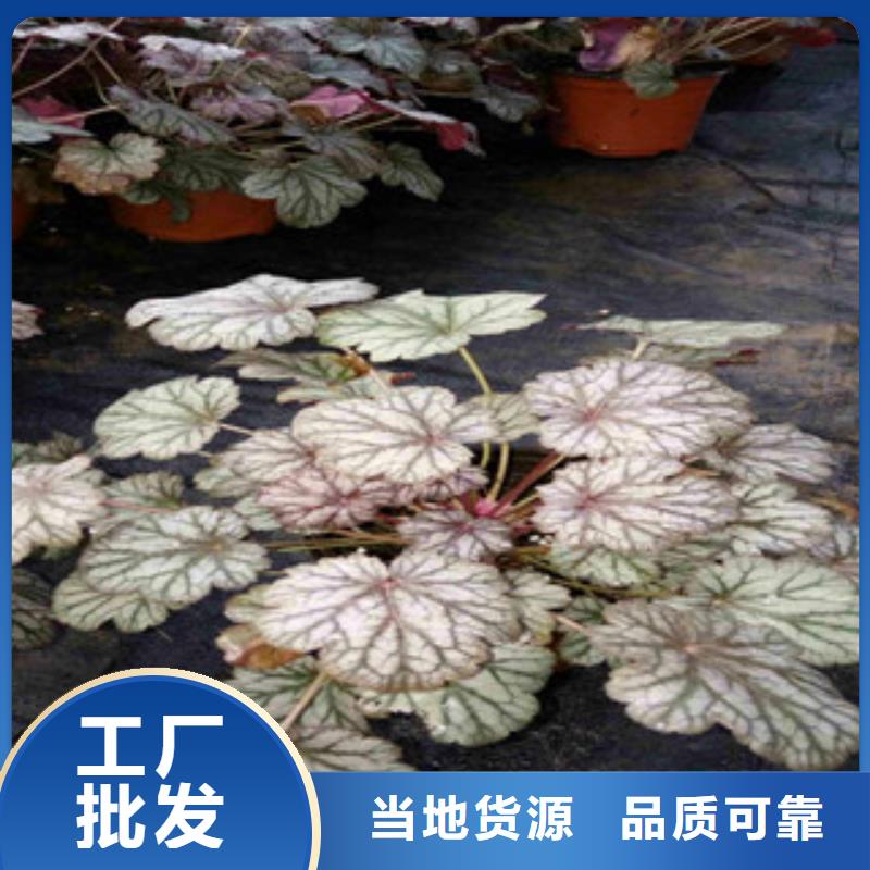 花海景观,【耐寒耐旱草花基地】一件也发货同城 本地域生产商