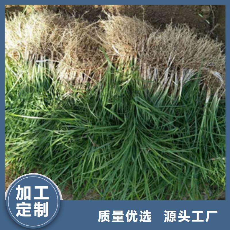 花海景觀【宿根花卉基地】選擇我們選擇放心資質(zhì)認(rèn)證