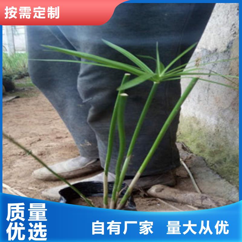 花海景觀耐寒耐旱草花基地為品質(zhì)而生產(chǎn)產(chǎn)地廠家直銷