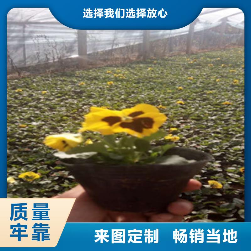 花海景觀耐寒耐旱草花基地為您提供一站式采購服務(wù)同城經(jīng)銷商
