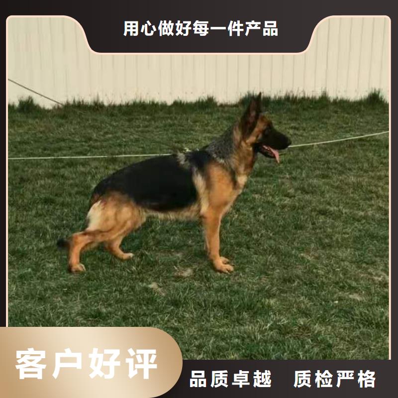 【德国牧羊犬】,卡斯罗犬品质优选厂家技术完善