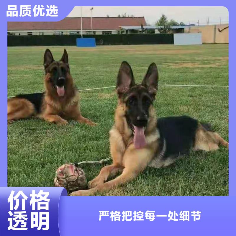 德國牧羊犬馬犬訂購出廠嚴(yán)格質(zhì)檢
