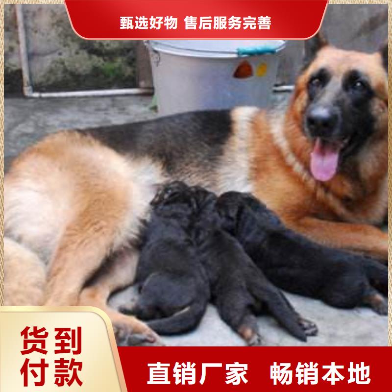 德國牧羊犬_杜賓犬專業(yè)生產(chǎn)團(tuán)隊(duì)品質(zhì)好才是硬道理