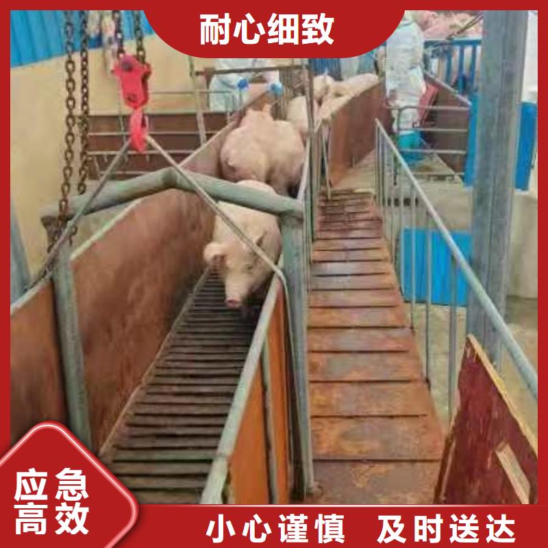 宿遷到德州牛運(yùn)輸專用車運(yùn)輸團(tuán)隊(duì)