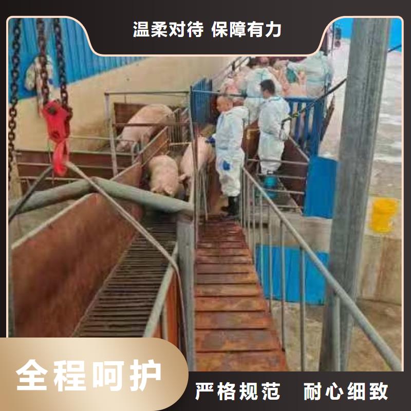 苏州到防城港畜禽物流团队专业
