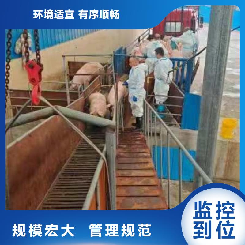 铜陵到武汉活禽运输防护周全