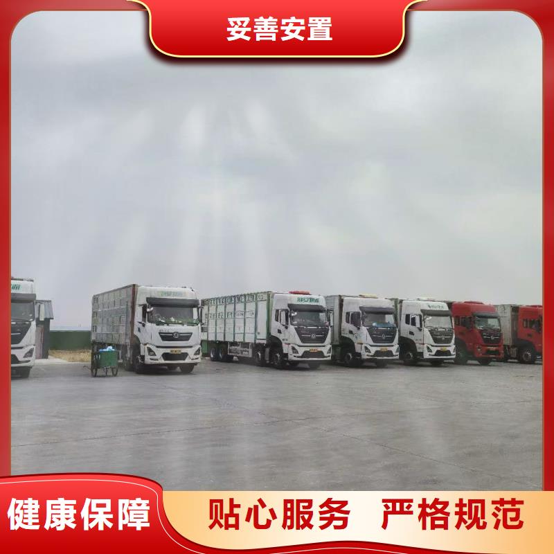 宿遷市泗洪到德州生豬物流運(yùn)力強(qiáng)大