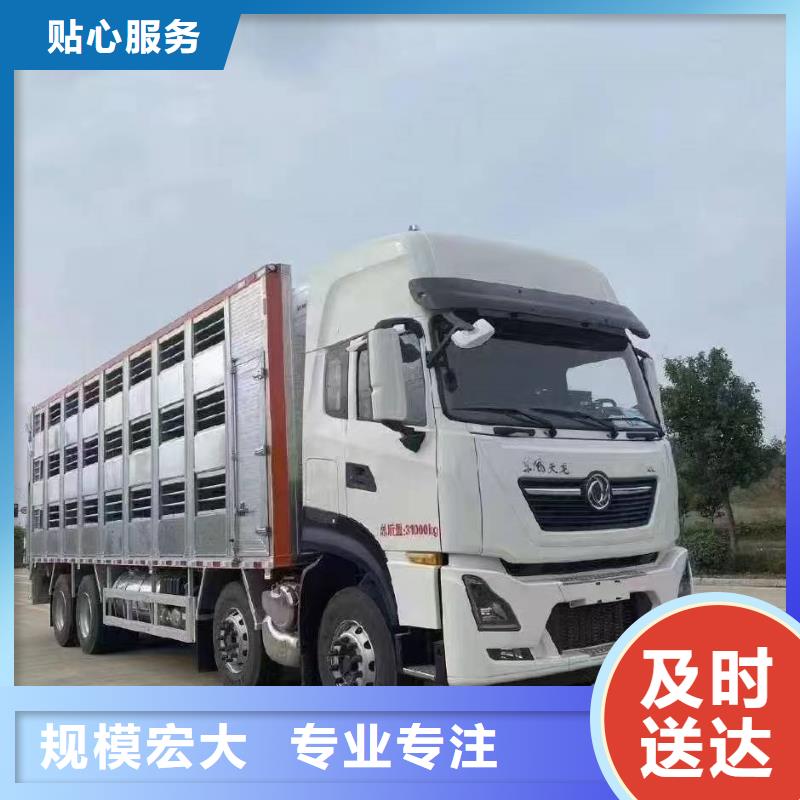 合肥到楚雄猪运输托运防压防碰