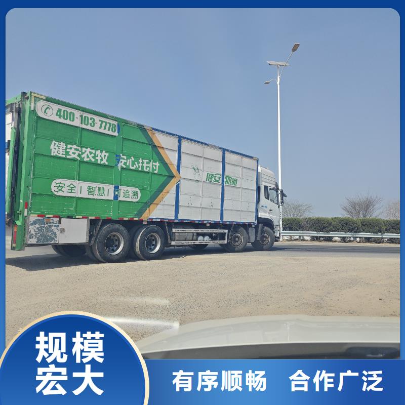 宿遷市泗洪到洛陽(yáng)羊運(yùn)輸專(zhuān)用車(chē)保障有力
