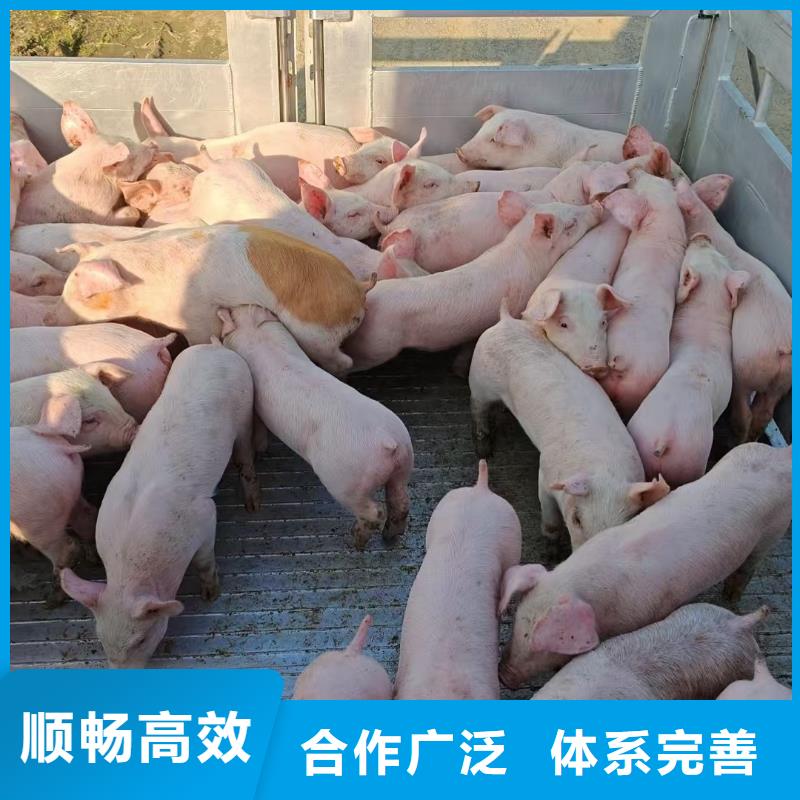 驻马店到高青猪只运输专用车舒适自在