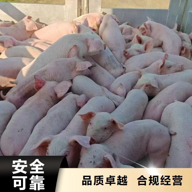 宿遷泗洪到豬籠車運輸好貨直供