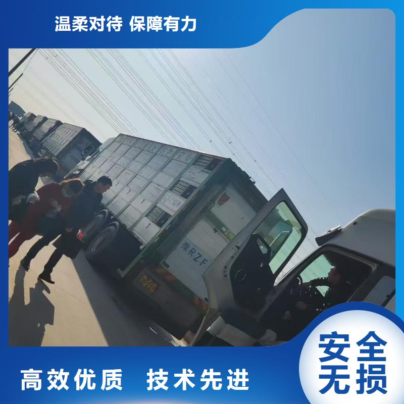 枣庄到株洲种猪空调车运输快捷准时