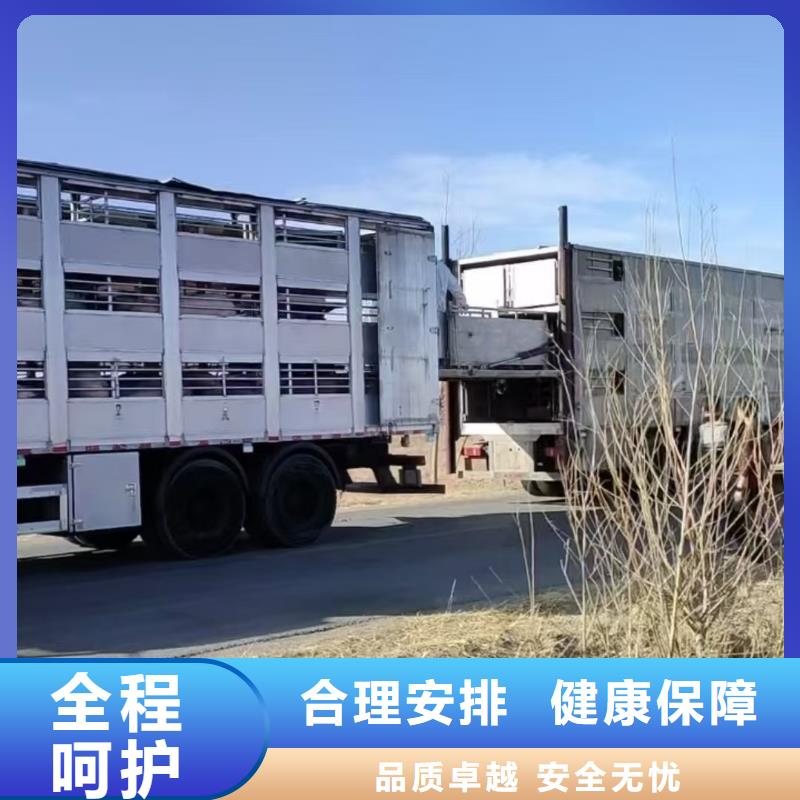 驻马店到深圳猪运输保障有力