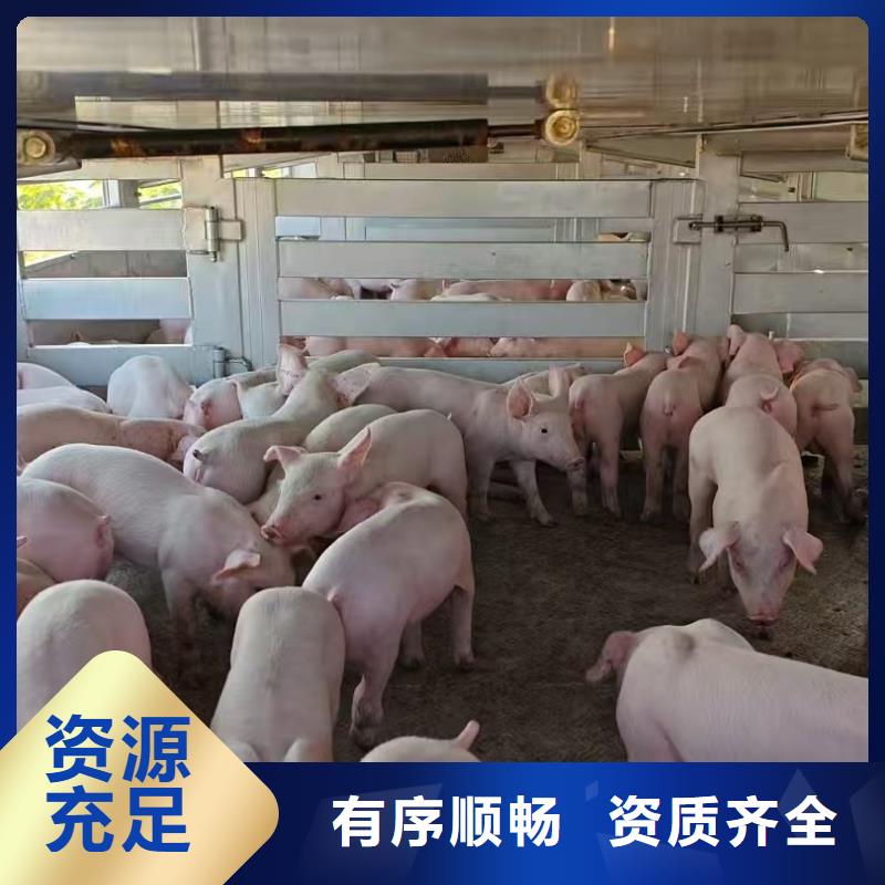 舟山到河池种猪运输保障有力