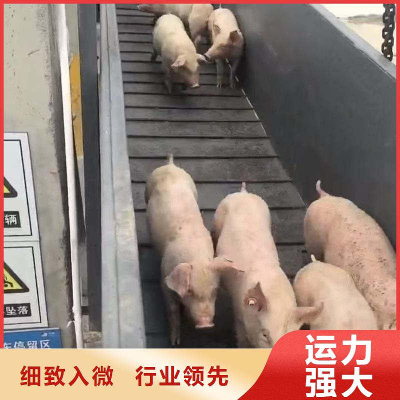 宿遷市沭陽到平頂山種豬空調(diào)車運輸快速