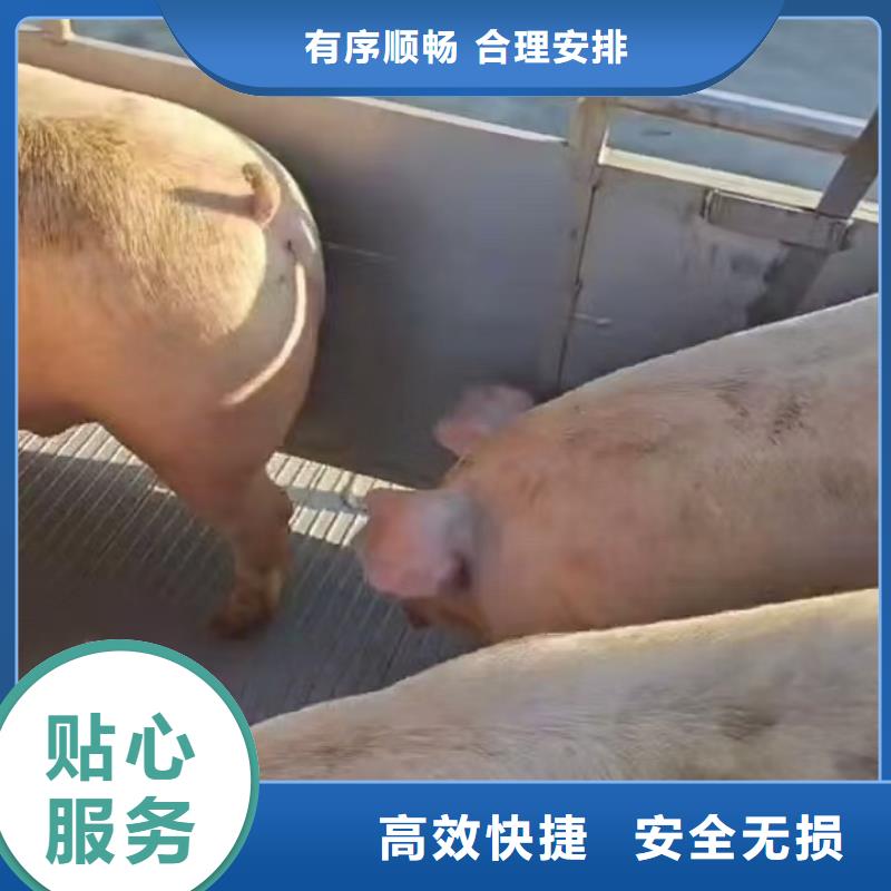 东营至驻马店猪只运输专用车【绿色通道】