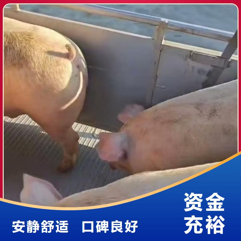 宿迁市沭阳到焦作散装料专用车及时送达