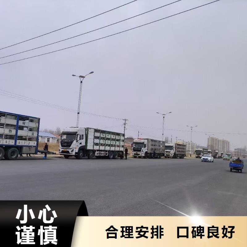 宿遷市泗陽(yáng)到豬牛羊運(yùn)輸快速源廠直接供貨