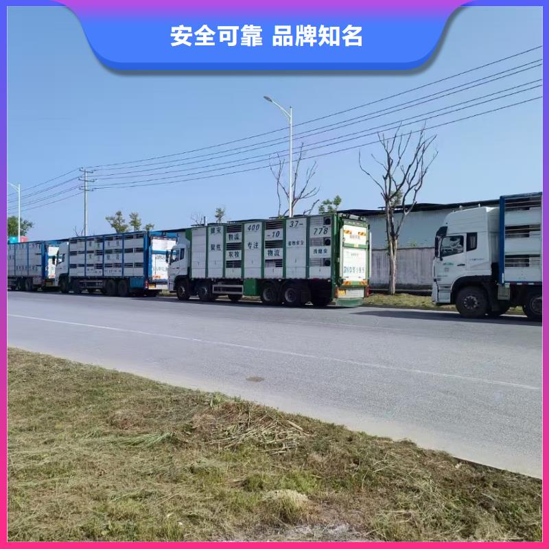 黃山到自貢羊運(yùn)輸專用車溫柔對(duì)待
