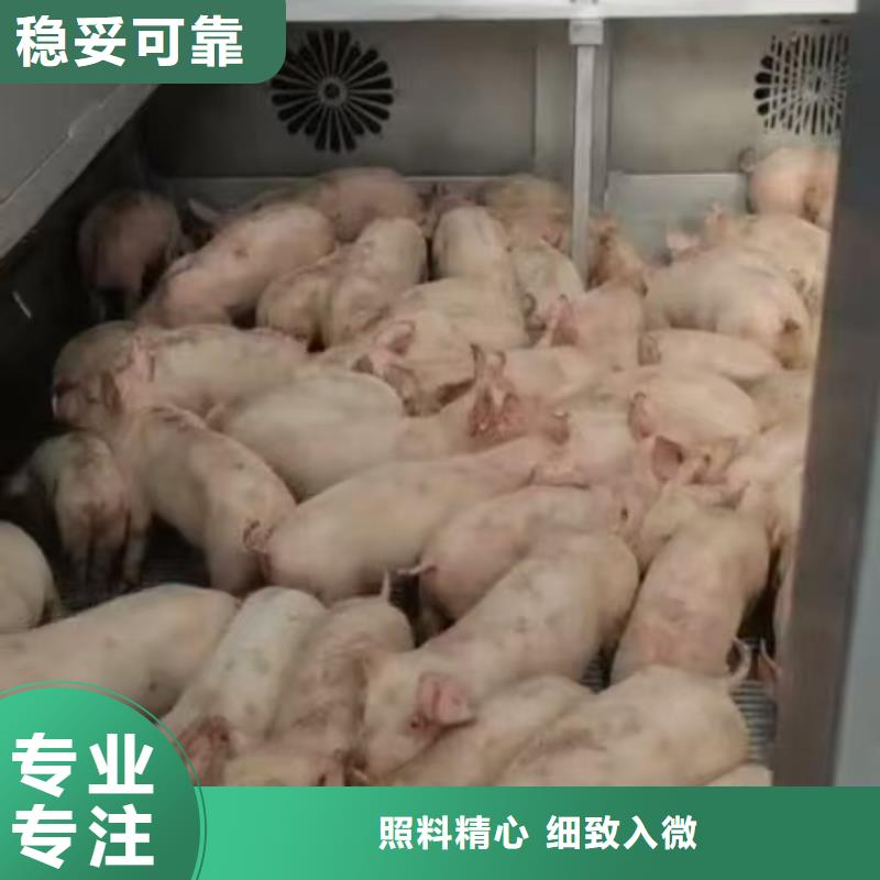 宿遷市泗洪到臨沂活禽運輸細(xì)致入微