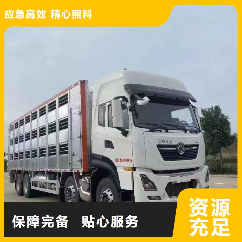 商丘到松阳活禽运输平稳