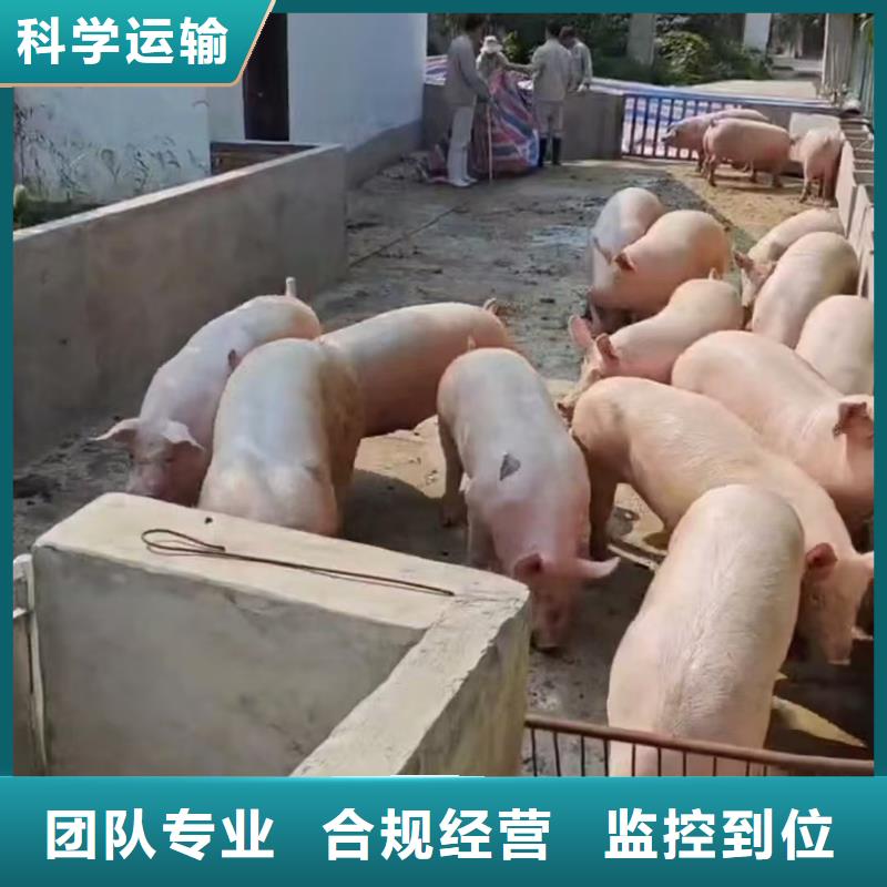 宿遷市泗陽(yáng)到蕪湖原料運(yùn)輸防護(hù)周全