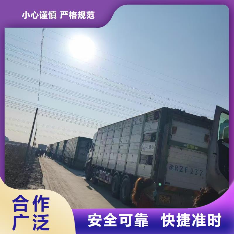 宿遷市沭陽到牛運(yùn)輸服務(wù)優(yōu)質(zhì)本地生產(chǎn)商
