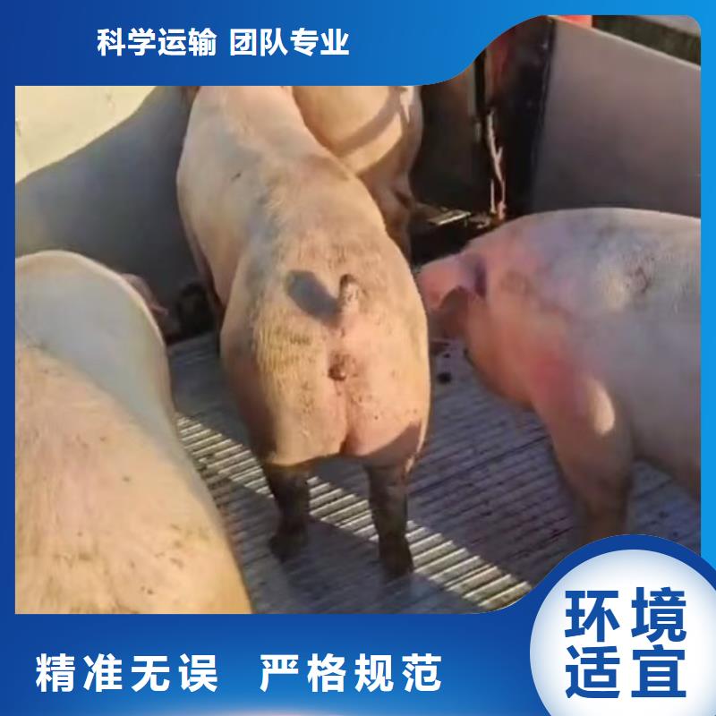 威海到赤峰猪笼车物流有序顺畅