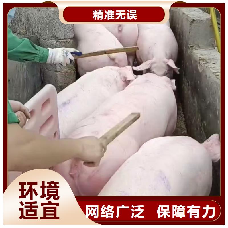 宿遷市沭陽到農(nóng)牧運(yùn)輸有條不紊一手價(jià)格