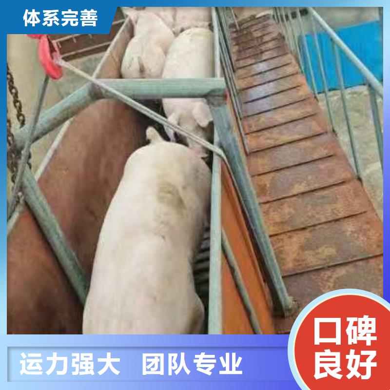 东营到怀化羊运输专用车资质齐全